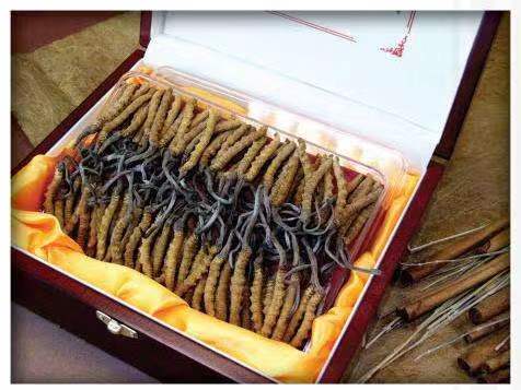 洛宁冬虫夏草回收